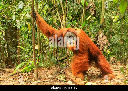 Männliche Sumatra Orang-Utans (Pongo abelii) auf dem Boden im Gunung Leuser Nationalpark, Sumatra, Indonesien. Sumatra Orang-Utans ist endemisch auf der Stockfoto