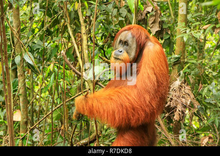 Männliche Sumatra Orang-Utans (Pongo abelii) auf dem Boden im Gunung Leuser Nationalpark, Sumatra, Indonesien. Sumatra Orang-Utans ist endemisch auf der Stockfoto