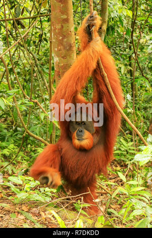 Männliche Sumatra Orang-Utans (Pongo abelii) auf dem Boden im Gunung Leuser Nationalpark, Sumatra, Indonesien. Sumatra Orang-Utans ist endemisch auf der Stockfoto