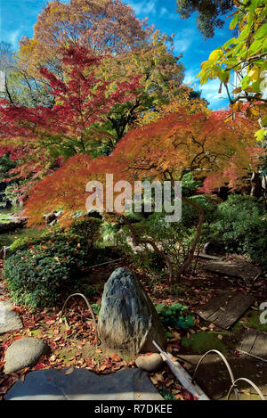 Japanische Ahorne biegen Sie Farbe in Tokyo Japan Stockfoto