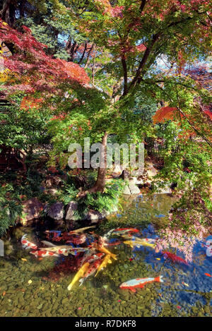 Japanische Ahorne biegen Sie Farbe in Tokyo Japan Stockfoto