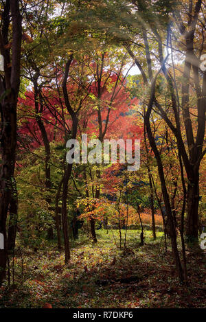 Japanische Ahorne biegen Sie Farbe in Tokyo Japan Stockfoto