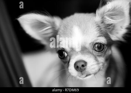 Chihuahua Hund mit braunen Haaren freuen uns, Schwarz/Weiß-Bild Stockfoto