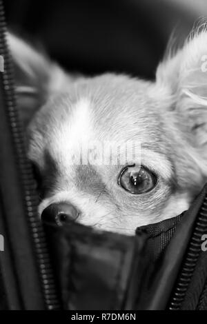 Chihuahua Welpen spannen. Stockfoto