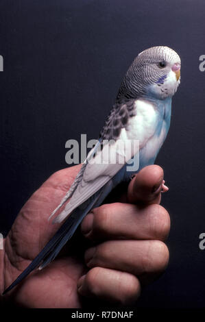 BLAU-WEISSER PET-WELLENSITTICH (MELOPSITTACUS UNDULATUS), DER AUF DEM FINGER EINES MANNES SITZT. Stockfoto