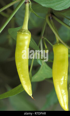 CHILI 'ungarischen Wachs heiß' (CAPSICUM ANNUUM) WACHSENDE Stockfoto