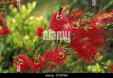 Rot FLASCHENBÜRSTE BLUMEN (CALLISTEMON) Stockfoto