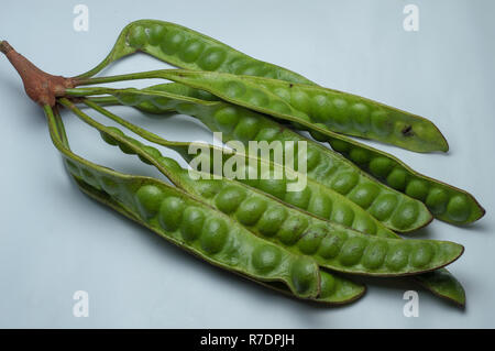 Samenkapseln von Petai oder parkia Speciosa aus Indonesien isoliert auf weißem Hintergrund Stockfoto