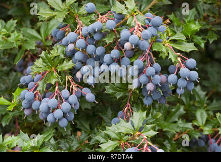 Berberis darwinii Beeren, Berberitze Stockfoto