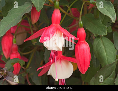 Fuchsia 'Alice Hoffmann' Stockfoto