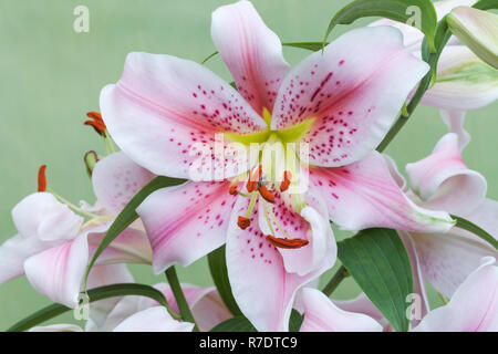 Orientalische Lilie 'Mona Lisa', Lilium Stockfoto