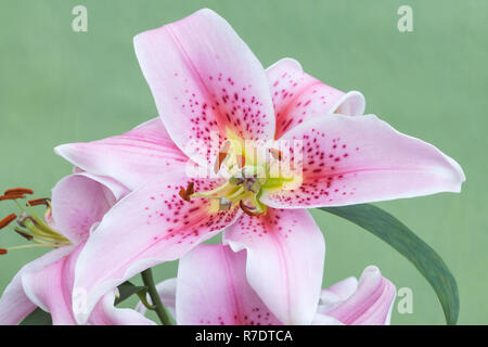 Orientalische Lilie 'Mona Lisa', Lilium Stockfoto