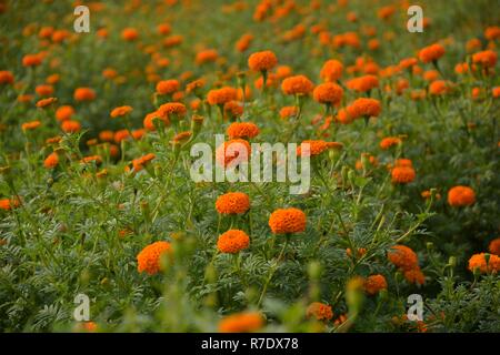 Weite Aussicht der schönen Gelb Tagetes erecta oder im Volksmund als Ringelblume Blumen mit Blättern bekannt. Stockfoto