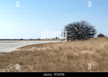 Die Kudiakam Pan im Nxai Pans Nationalpark, Botswana Stockfoto