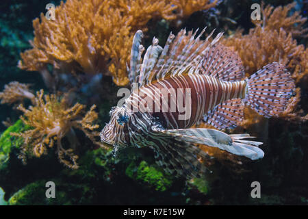 Nahaufnahme einer schwimmen Teufel Fisch (choridactylinae) vor bunten Korallen. Stockfoto