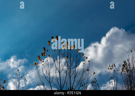 Herbst, Laub- Pappeln und bewölkter Himmel Stockfoto