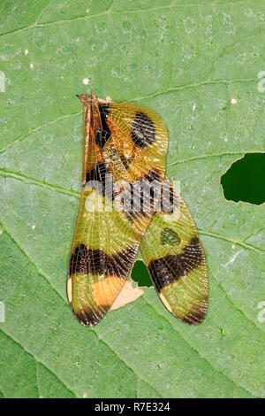 Flügel einer Halloween Pennant (Celithemis eponina) Libelle, auf Blatt. Stockfoto