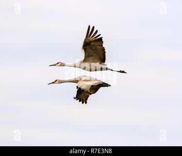 Paar Kanadakraniche (Grus canadensis) im Flug. Stockfoto