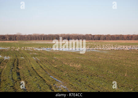 Kanadakraniche (Grus canadensis) Ernährung in einem Feld. Stockfoto