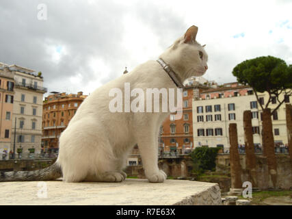 Süße weiße Katze sitzt auf dem Platz Largo di Torre Argentina. In der antiken römischen Ruinen auf der Website von der Ermordung des Gaius Julius Caesar leben viele heimatlose Katzen. Stockfoto