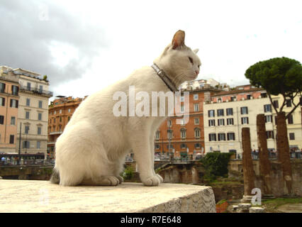 Süße weiße Katze sitzt auf dem Platz Largo di Torre Argentina. In der antiken römischen Ruinen auf der Website von der Ermordung des Gaius Julius Caesar leben viele heimatlose Katzen. Stockfoto