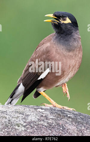 Gemeinsame Myna Vogel Stockfoto