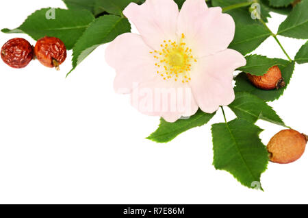 Rosa Blüten von Wild Rose und seine Beeren isoliert auf weißem Stockfoto