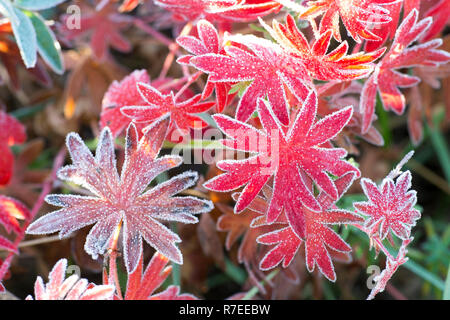 Rote Blätter der Pflanze Eisenhut mit verschiedenen Farbtönen, bedeckt mit Frost. Hintergrund. Stockfoto