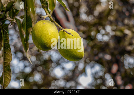 Zeile Mangos hängen an Mango Tree Stockfoto