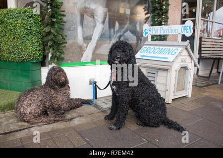 London, Großbritannien. 9. Dezember 2018. Zwei Hunde warten außerhalb einer Pet Shop in Wimbledon zu Krediten gepflegt werden: Amer ghazzal/Alamy leben Nachrichten Stockfoto