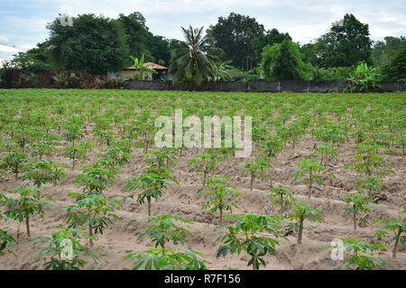 Asien Industrie von Cassava Landwirtschaft Stockfoto