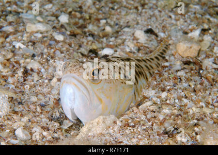 Greater Weever (aktaia Draco), Schwarzes Meer, Krim, Ukraine Stockfoto