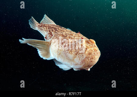 Atlantic Stargazer (Uranoscopus Scaber), Schwarzes Meer, Krim, Russland Stockfoto