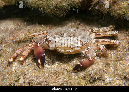 Marmorierte Rock Crab (Pachygrapsus Marmoratus), Schwarzes Meer, Krim, Russland Stockfoto