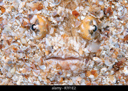 Atlantic Stargazer (Uranoscopus Scaber), Schwarzes Meer, Krim, Russland Stockfoto