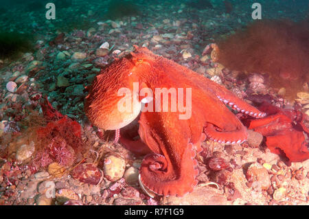 Pazifischer Oktopus, North Pacific Giant Octopus (Enteroctopus dofleini), das Meer von Japan, Primorski Krai, Russland Stockfoto