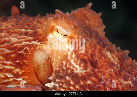 Pazifische Riesenkrake oder Norden pazifische Riesenkrake (Enteroctopus