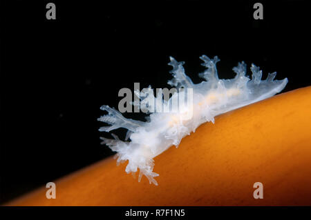 Wedel Aeolis (Dendronotus frondosus), das Meer von Japan, Russland Stockfoto