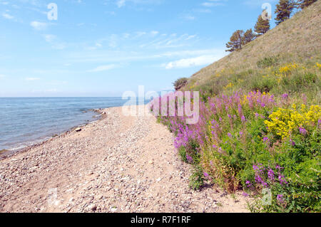 Große Willow-Kraut, Rosebay Weidenröschen (Chamerion angustifolium), Kap Sobolev, Baikalsee, Sibirien, Russland Stockfoto