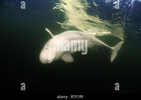 Beluga Wale oder weißen Wal (Delphinapterus leucas), Weißes Meer, Karelien, Russland Stockfoto