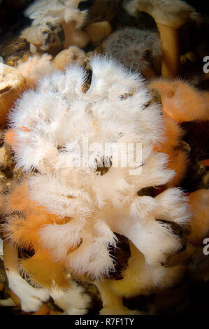 Plumose Anemone oder Rüschen Anemone (Metridium senile), Weißes Meer, Karelien, Russland Stockfoto