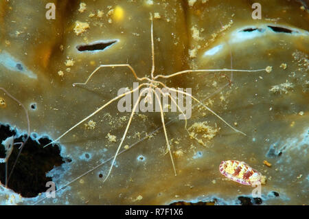Sea Spider, Nymphon longitarse), Weißes Meer, Karelien, Russland Stockfoto