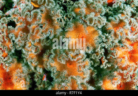 Plumose Anemone oder Rüschen Anemone (Metridium senile), das Meer von Japan, Primorski Krai, Russland Stockfoto