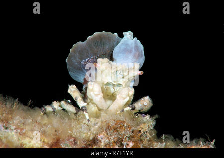 Corallimorph Dekorateur Crab (Cyclocoeloma tuberculata) mit Seeanemonen auf der Rückseite, Bohol, Cebu, Philippinen Stockfoto