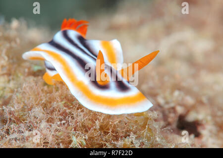 Pyjama Slug (Chromodoris Quadricolor), Bohol, Philippinen Stockfoto