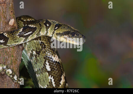 Madagascar Tree Boa (Sanzinia Madagascariensis), Madagaskar Stockfoto