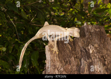 Gefütterte Leaf-Tailed Gecko (Uroplatus Lineatus), Madagaskar Stockfoto