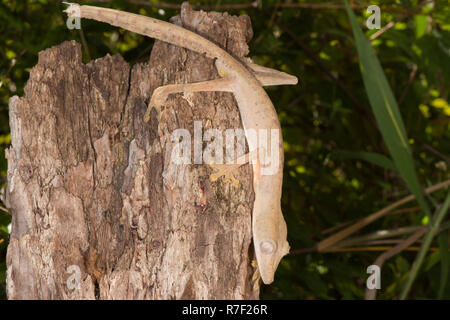 Gefütterte Leaf-Tailed Gecko (Uroplatus Lineatus), Madagaskar Stockfoto