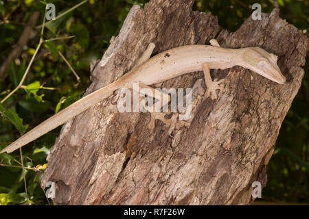 Gefütterte Leaf-Tailed Gecko (Uroplatus Lineatus), Madagaskar Stockfoto