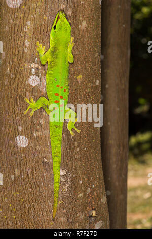 Riesen Madagaskar Taggecko (Phelsuma madagascariensis grandis), Madagaskar Stockfoto